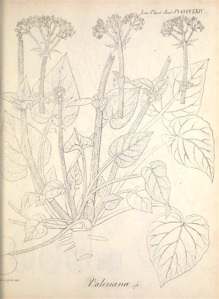 n232_w1150