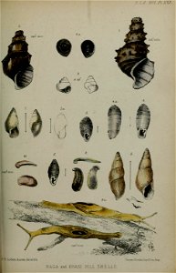 n594_w1150
