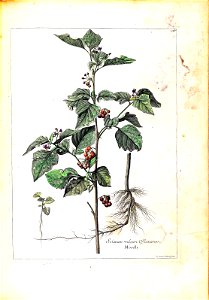 n113_w1150