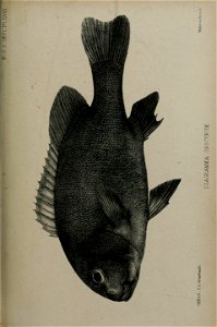 n798_w1150
