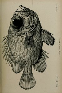 n796_w1150