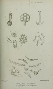 n858_w1150