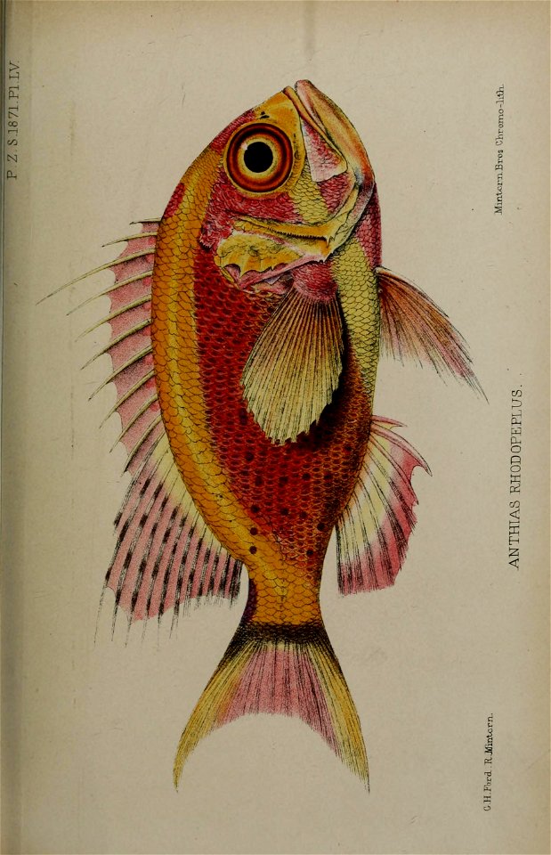 n790_w1150