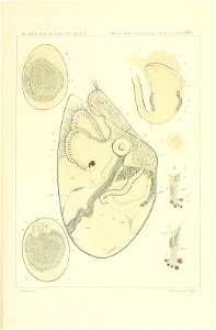 n298_w1150