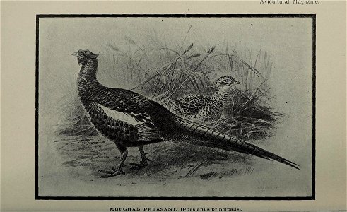 n293_w1150