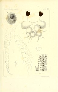 n146_w1150