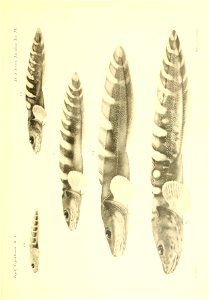n370_w1150