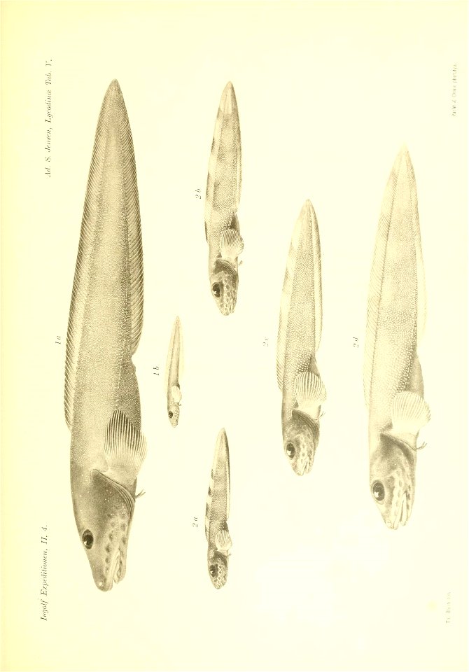 n354_w1150