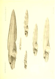 n354_w1150