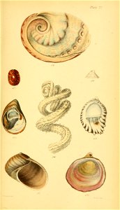 n556_w1150