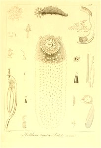 n236_w1150