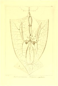 n52_w1150