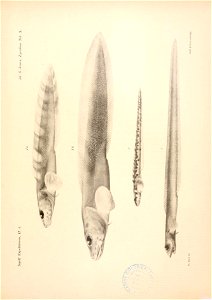 n146_w1150
