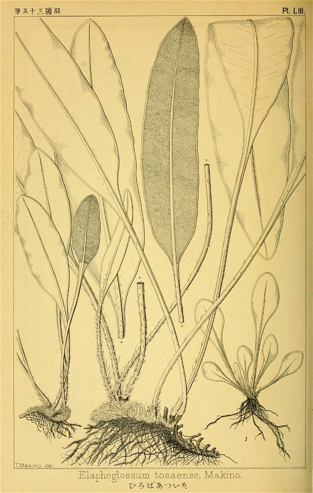 n295_w1150