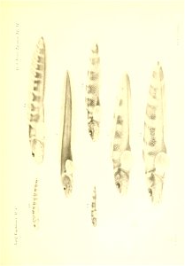 n358_w1150