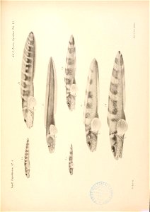 n130_w1150