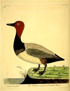 n299_w1150