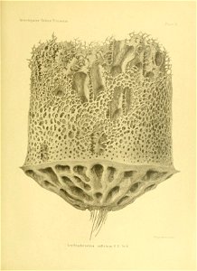 n204_w1150