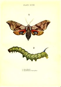 n88_w1150
