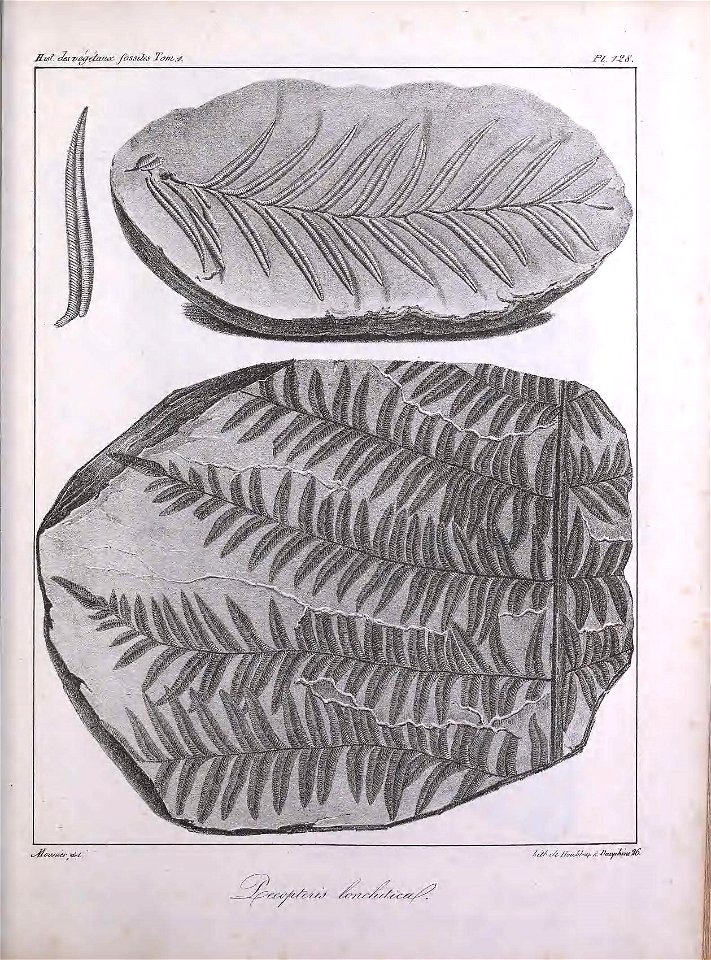 n356_w1150