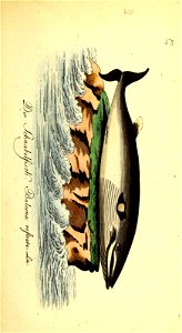 n190_w1150