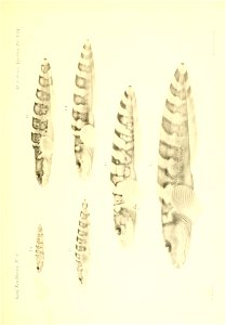 n366_w1150
