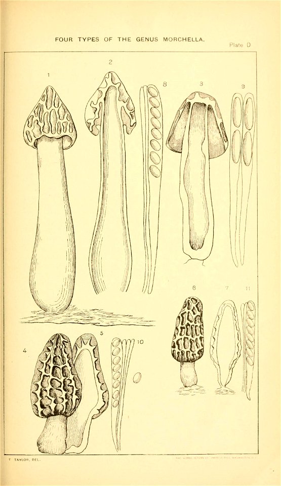 n54_w1150
