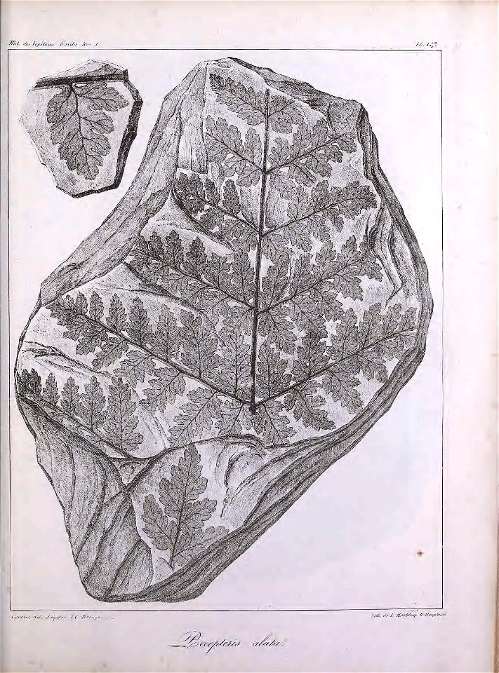 n354_w1150