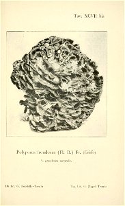 n356_w1150