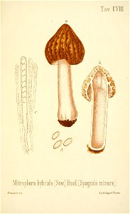 n382_w1150
