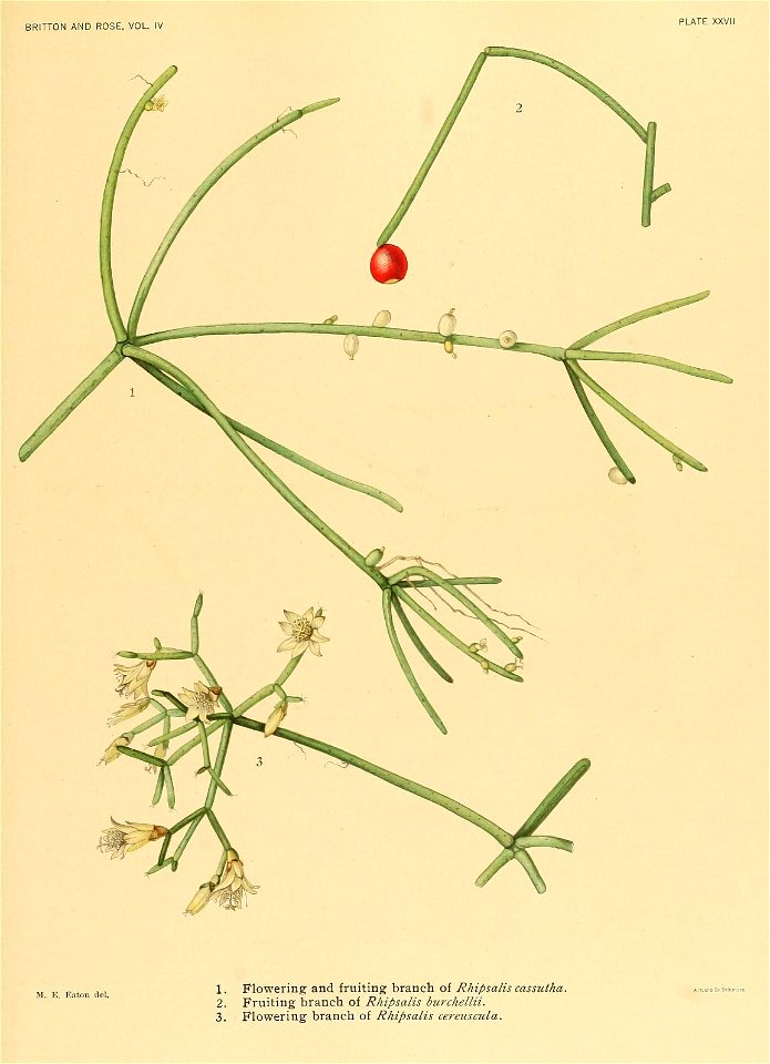 n292_w1150