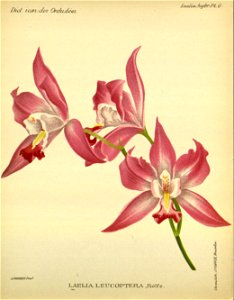 n155_w1150