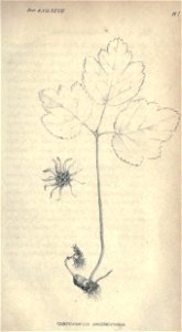 n14_w1150