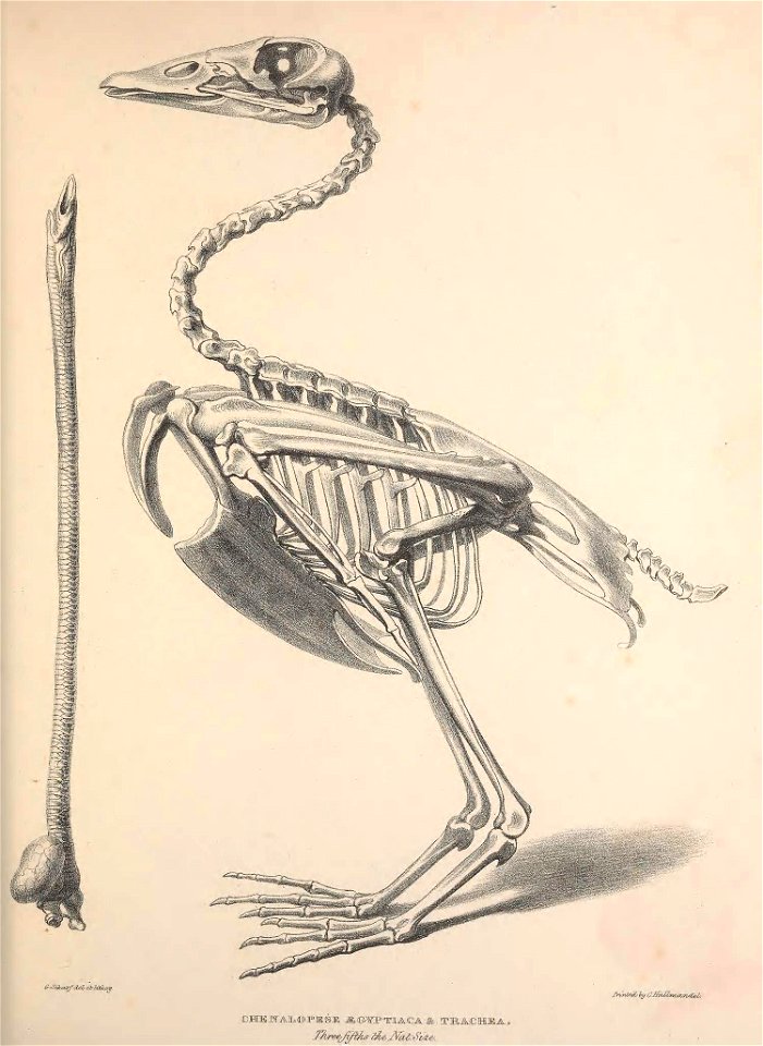 n54_w1150