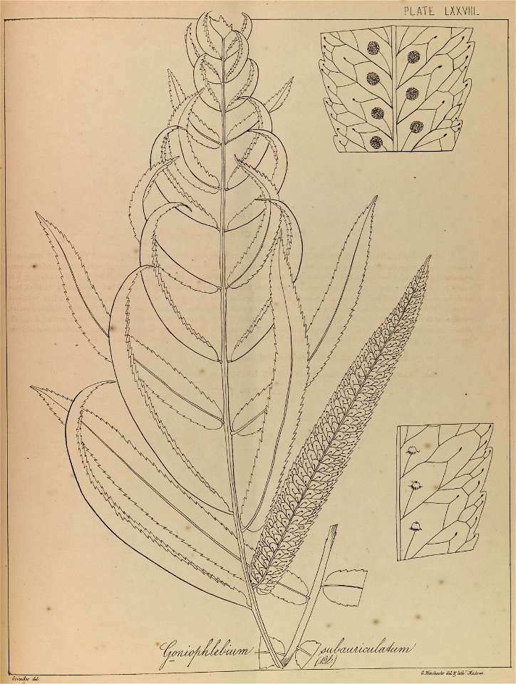n156_w1150
