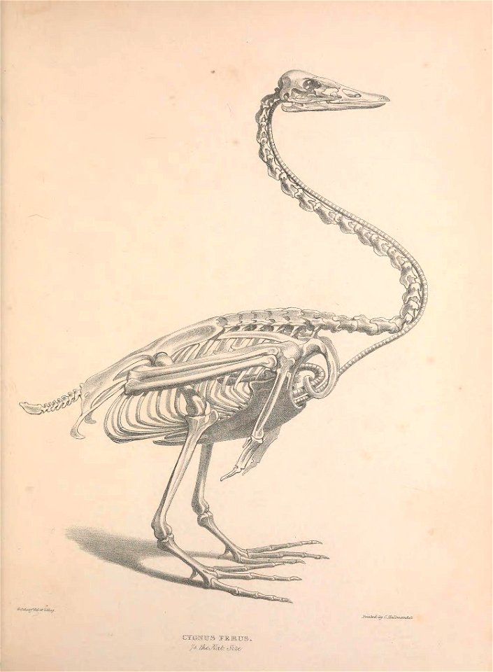 n56_w1150