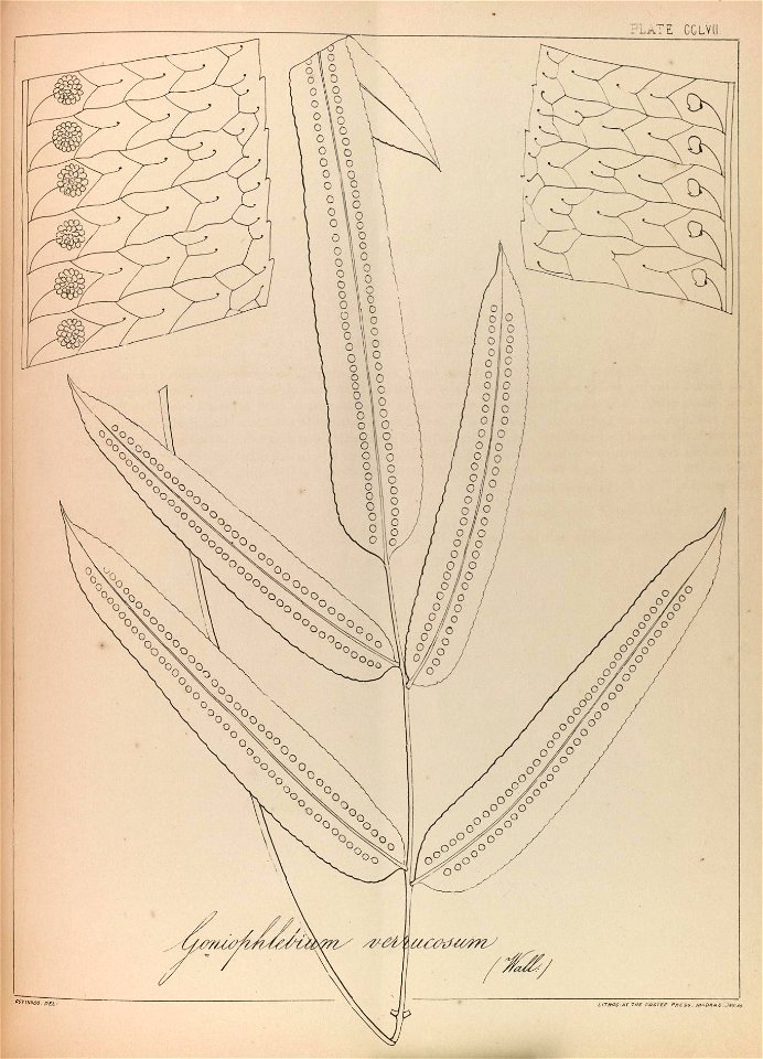 n154_w1150