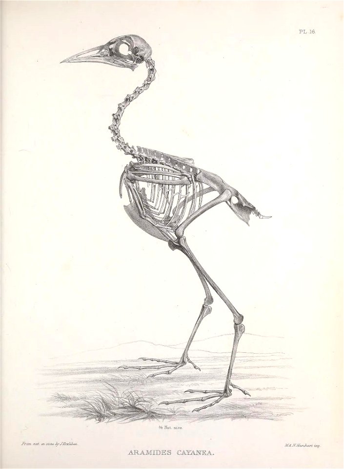 n174_w1150