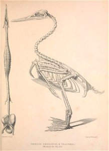 n52_w1150