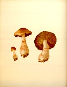 n125_w1150