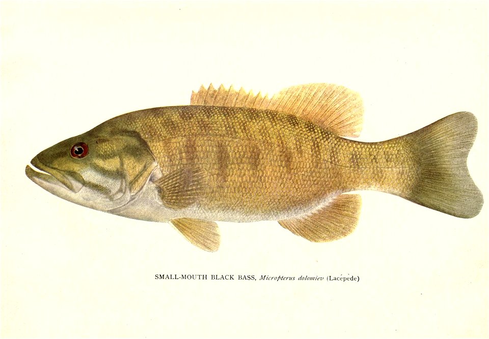 n515_w1150