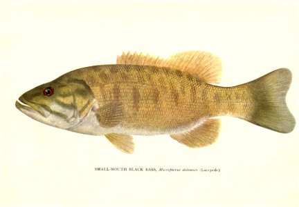 n515_w1150