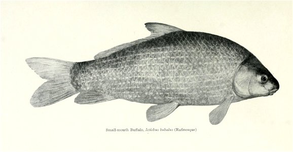 n238_w1150