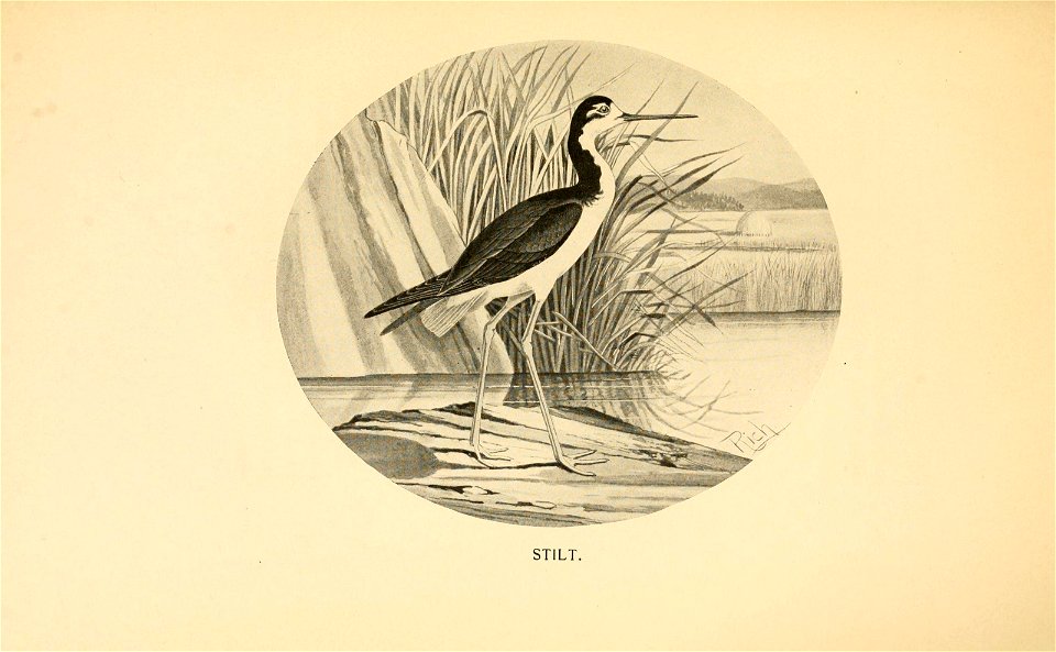 n154_w1150