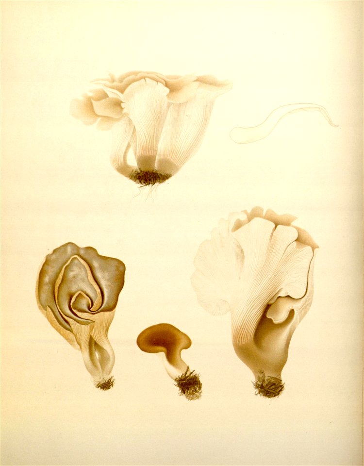 n55_w1150
