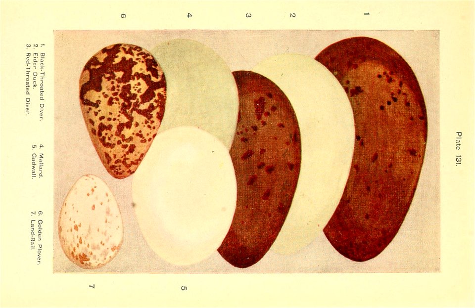 n560_w1150