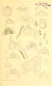 n596_w1150