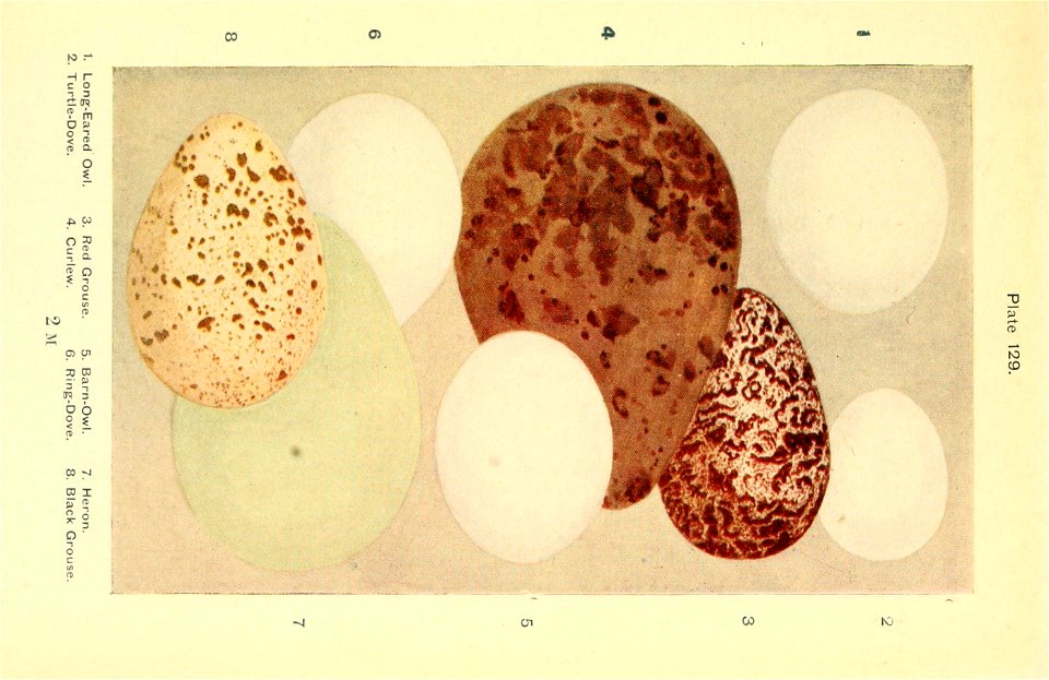 n556_w1150