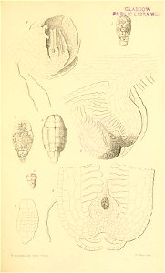 n532_w1150