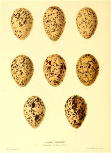n53_w1150